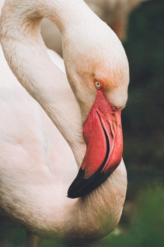 07.06.2020 - Zoo Praha