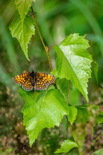2021-08-02 0300-Edit