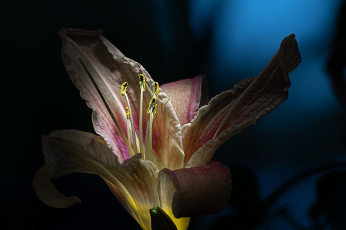 DSC 4869-Edit