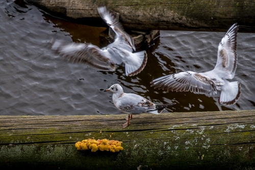 2021-09-17 0170-Edit