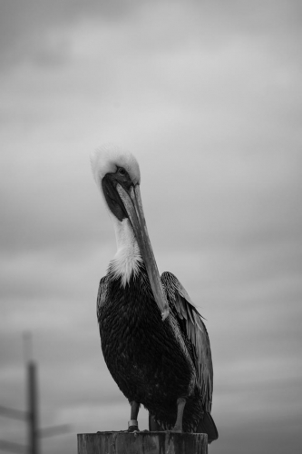 DSC 5562-Edit