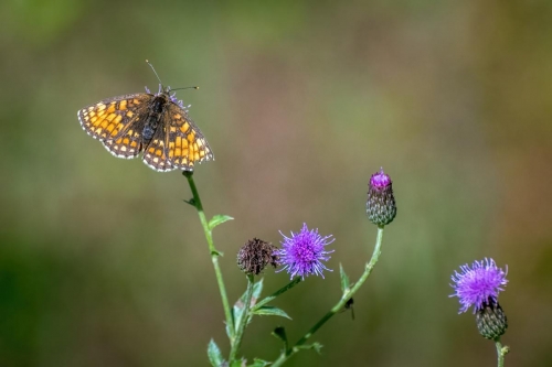 2021-08-02 0148-Edit