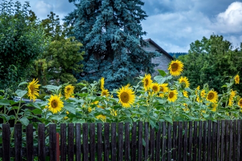 2021-08-04 0181-Edit