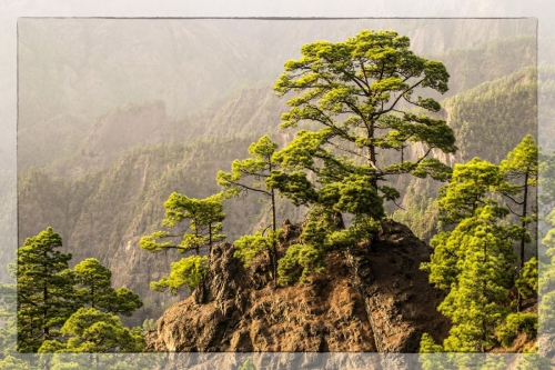 Canary Islands 007