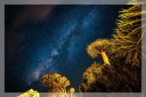 Canary Islands 010