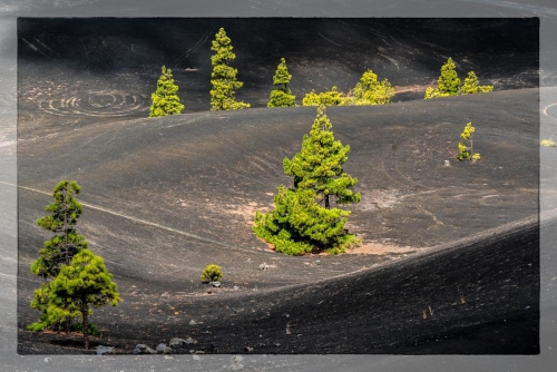 Canary Islands 014