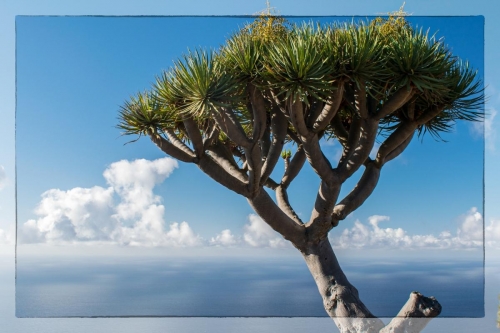 Canary Islands 062