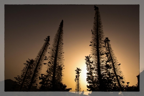 Canary Islands 070