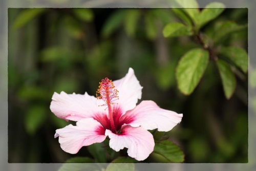 Canary Islands 084